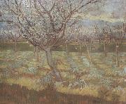 Vincent Van Gogh, Apricot Trees in Blossom (nn04)